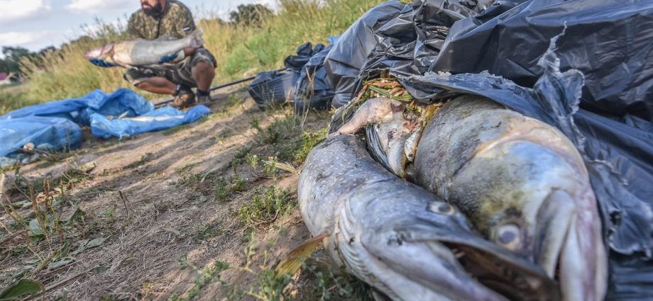 Rotting fish from the Odra River endanger health. The doctor warns