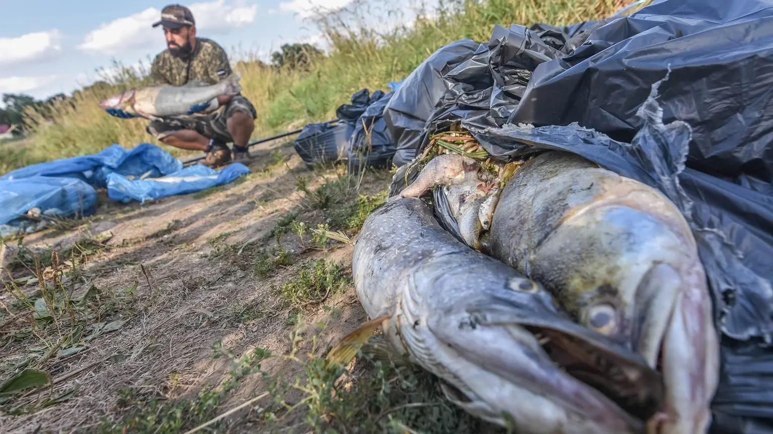 Rotting fish from the Odra River endanger health. The doctor warns