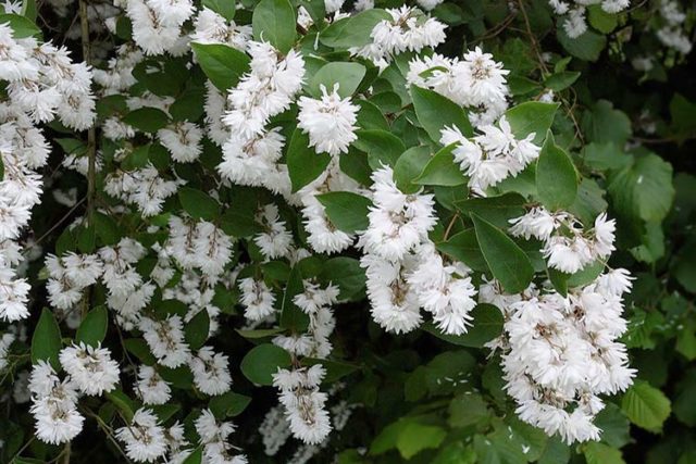 Rough action (deutzia scabra): planting and care, photo