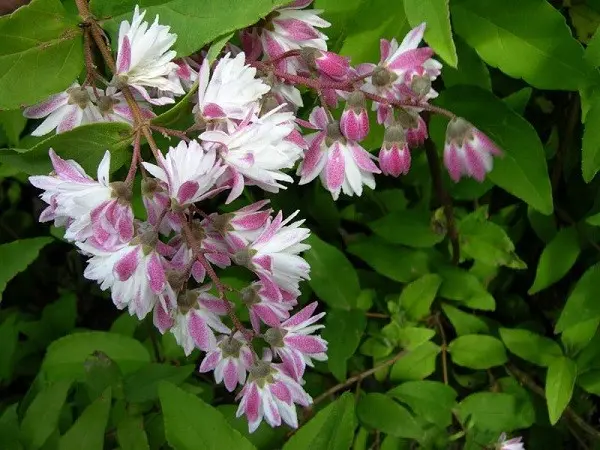 Rough action (deutzia scabra): planting and care, photo