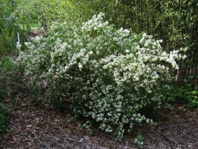 Rough action (deutzia scabra): planting and care, photo