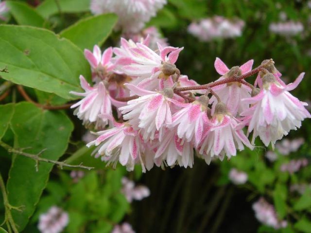 Rough action (deutzia scabra): planting and care, photo