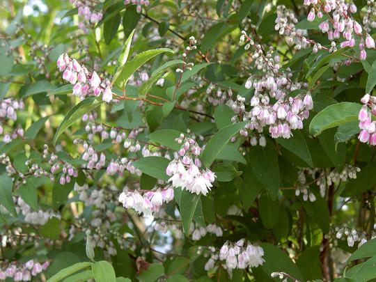 Rough action (deutzia scabra): planting and care, photo