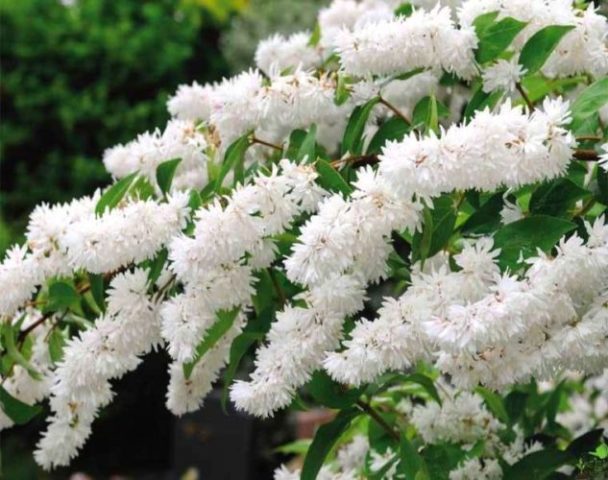 Rough action (deutzia scabra): planting and care, photo