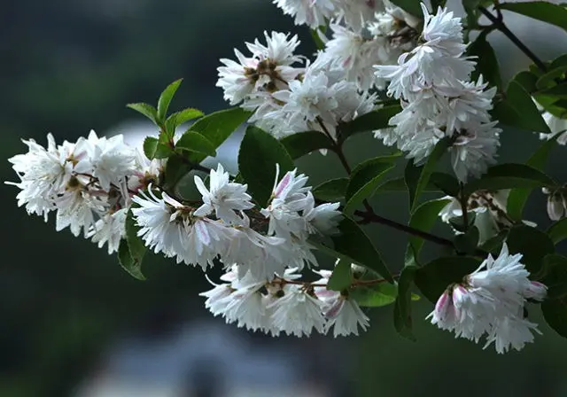 Rough action (deutzia scabra): planting and care, photo