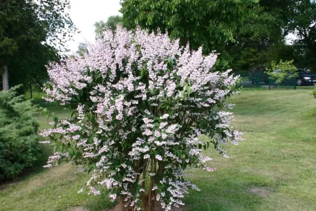 Rough action (deutzia scabra): planting and care, photo