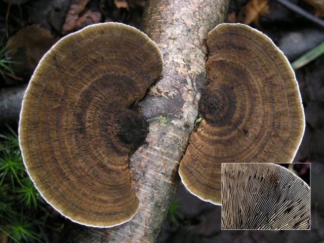 Rough daedaleopsis (Tinder tuberous): photo and description