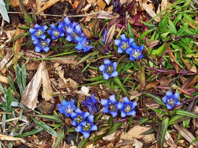 Rough gentian: photo and description