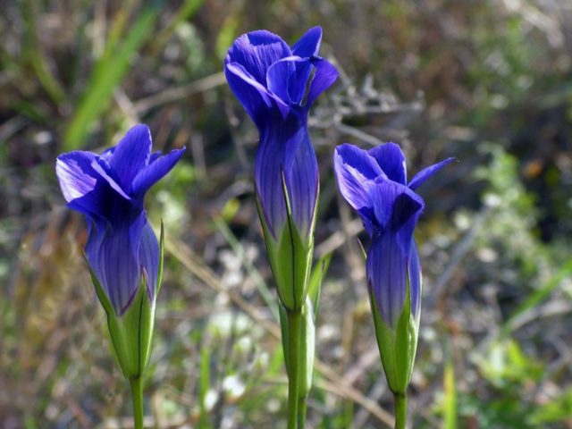 Rough gentian: photo and description