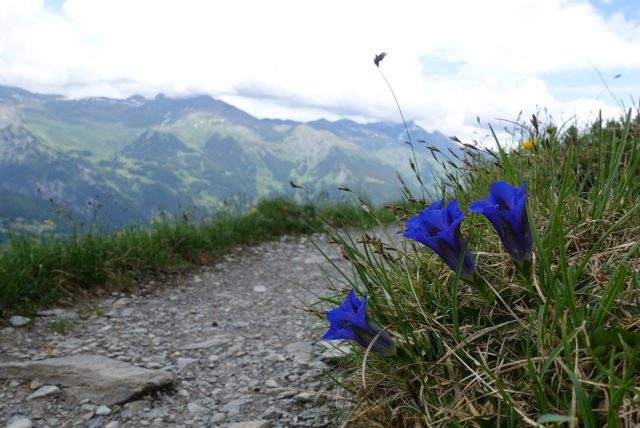 Rough gentian: photo and description