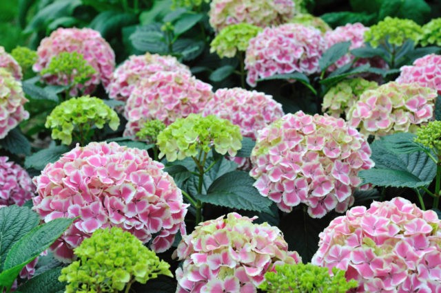 Rough hydrangea: varieties, planting and care, reviews, photos