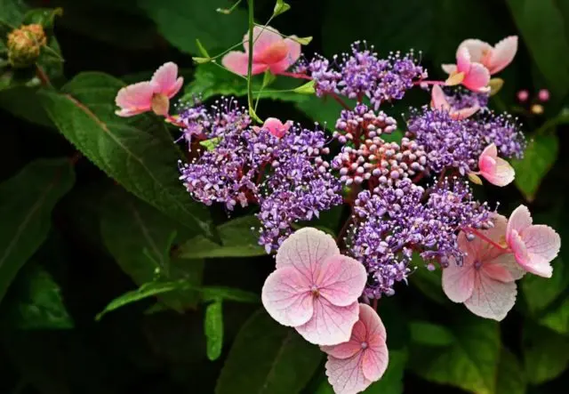 Rough hydrangea: varieties, planting and care, reviews, photos