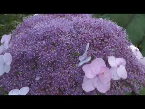 Rough hydrangea: varieties, planting and care, reviews, photos