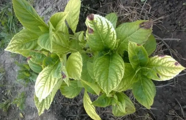 Rough hydrangea: varieties, planting and care, reviews, photos