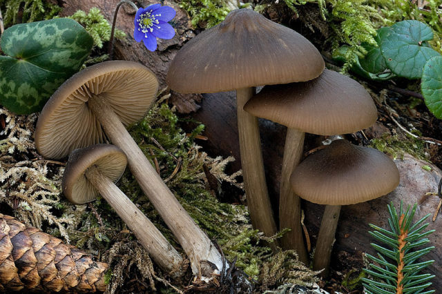 Rough-legged entoloma: photo and description