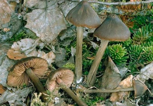 Rough-legged entoloma: photo and description