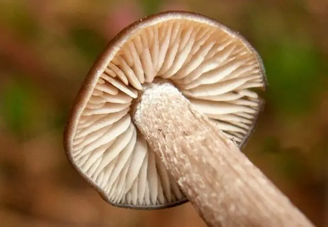 Rough-legged entoloma: photo and description