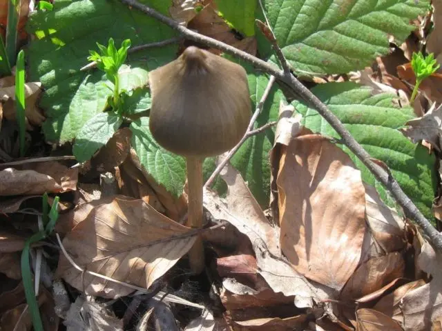 Rough-legged entoloma: photo and description