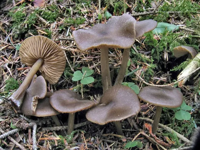 Rough-legged entoloma: photo and description