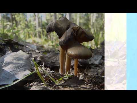 Rough-legged entoloma: photo and description