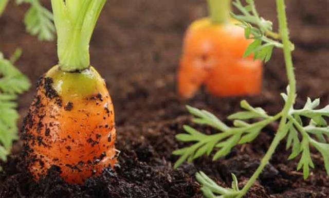 round carrot