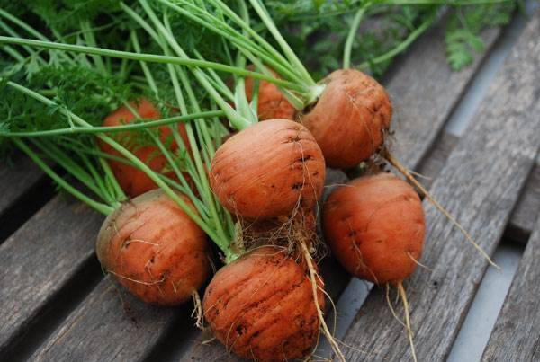 round carrot