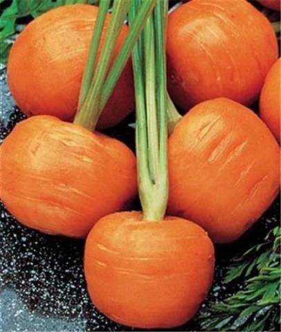 round carrot