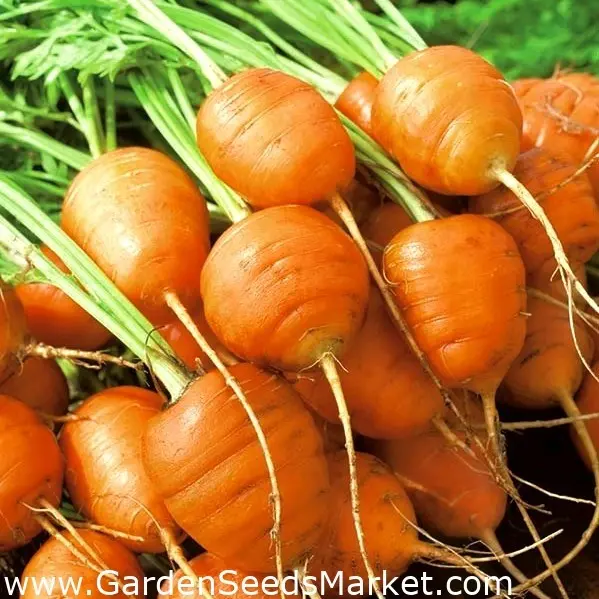 round carrot