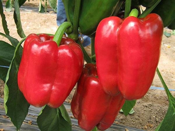 Round thick-walled peppers