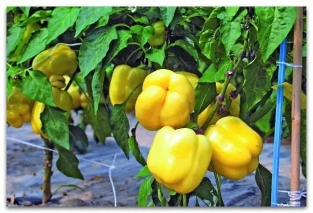 Round thick-walled peppers