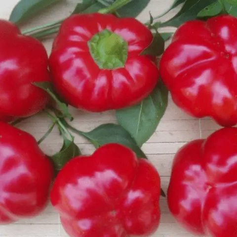 Round thick-walled peppers