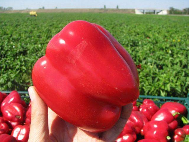 Round thick-walled peppers