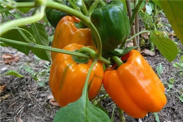 Round thick-walled peppers