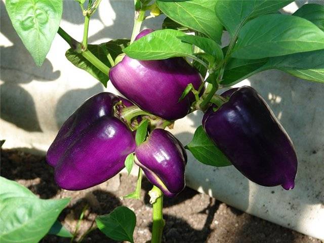 Round thick-walled peppers