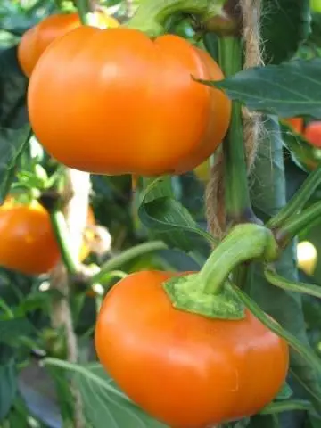 Round varieties of sweet pepper