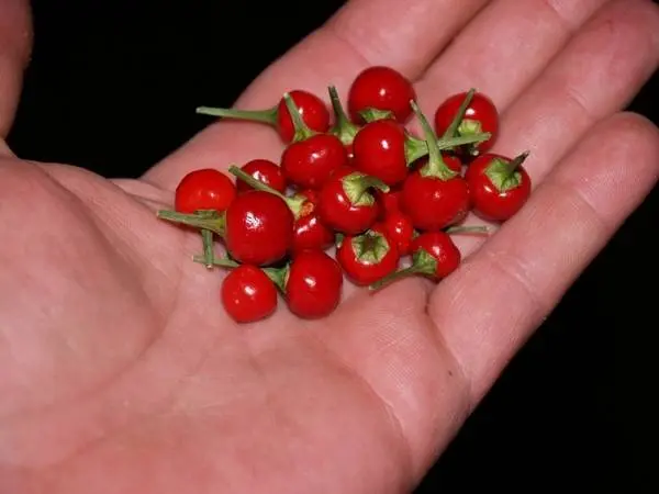 Round varieties of sweet pepper