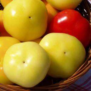 Round varieties of sweet pepper