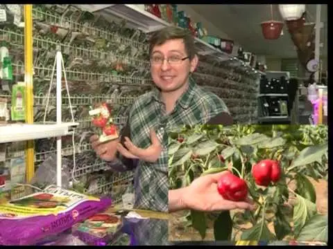 Round varieties of sweet pepper