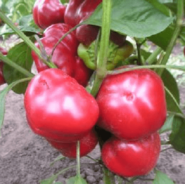 Round varieties of sweet pepper