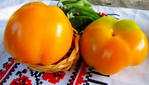 Round varieties of sweet pepper