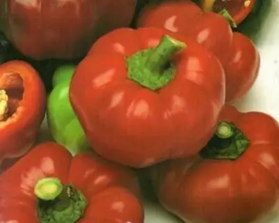 Round varieties of sweet pepper