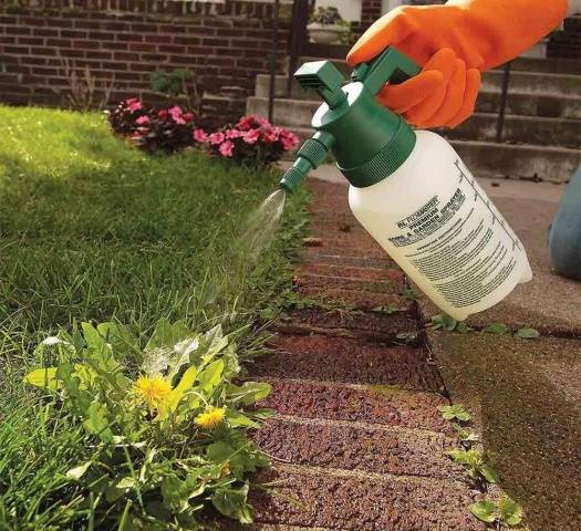 Roundup from weeds: reviews, how to breed