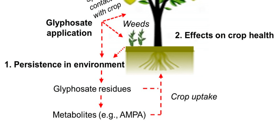 Roundup from weeds: reviews, how to breed