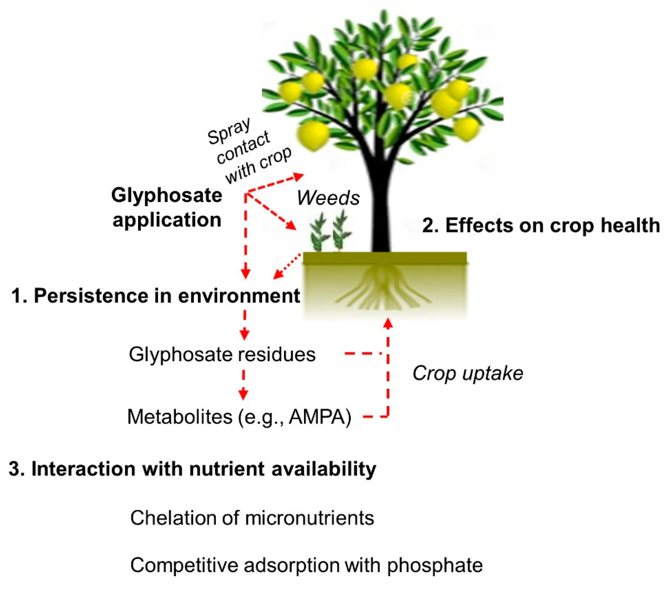 Roundup from weeds: reviews, how to breed