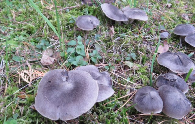 Row earthy-gray (earthy): photo and description of the mushroom, how to cook