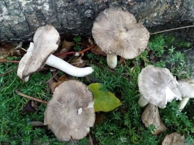 Row earthy-gray (earthy): photo and description of the mushroom, how to cook