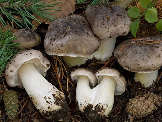 Row earthy-gray (earthy): photo and description of the mushroom, how to cook