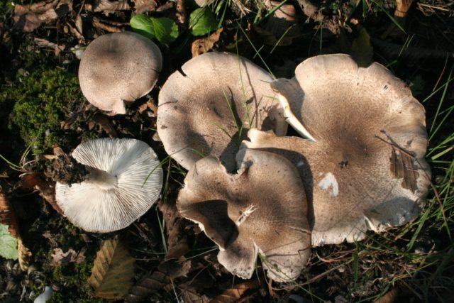 Row earthy-gray (earthy): photo and description of the mushroom, how to cook