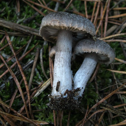 Row earthy-gray (earthy): photo and description of the mushroom, how to cook