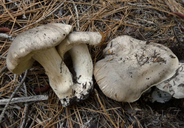 Row earthy-gray (earthy): photo and description of the mushroom, how to cook